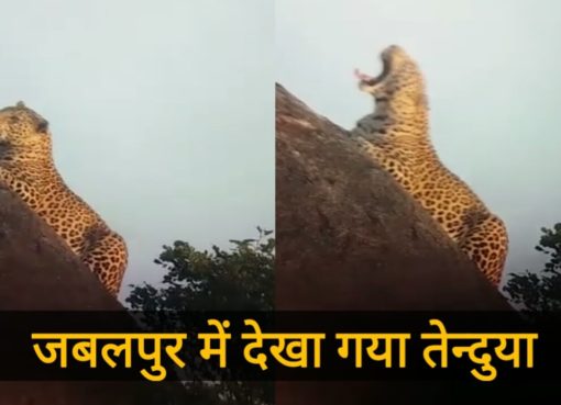 Leopard Seen In Jabalpur
