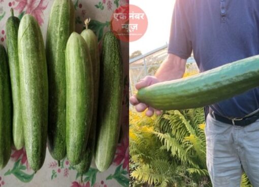 Cucumber Farming Tips