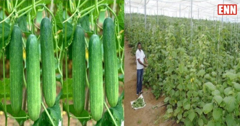 Khire Ki Kheti Khire Ki Kheti