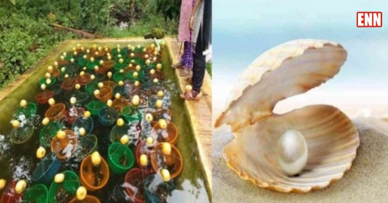 Pearls Farming India