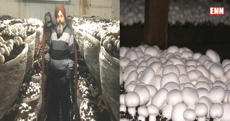 Punjab mushroom king Sanjeev Singh