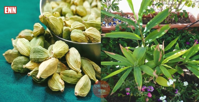 Ilaichi ki Kheti Kaise Ilaichi ki Kheti Kaise