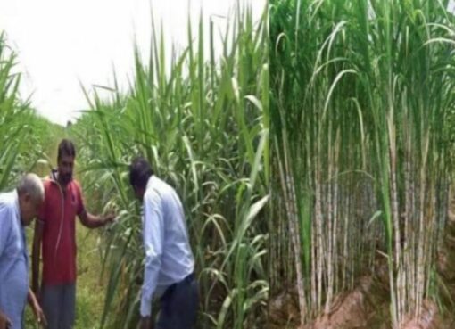 Sugarcane Ganna Kheti