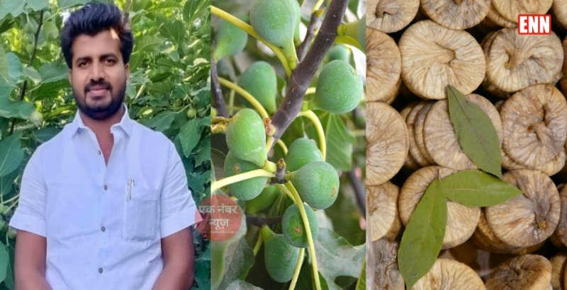 Sameer Anzir Farming Fig Sameer Anzir Farming Fig