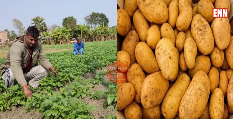 Sugar free potato farming