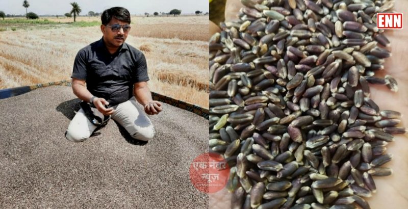 Black Wheat India Black Wheat India