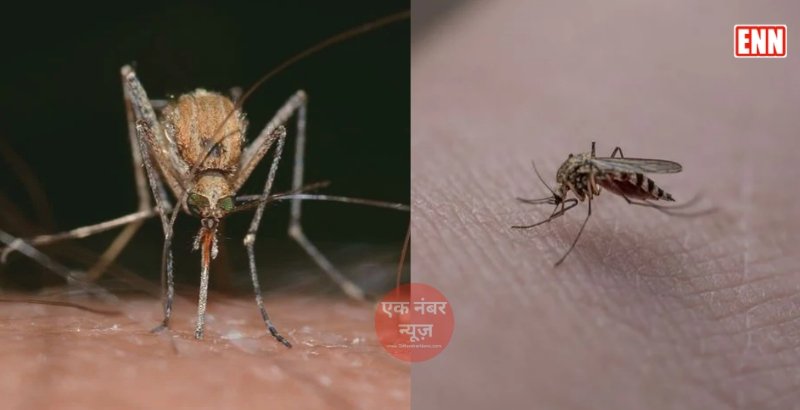 Mosquitoes Problem Solve Mosquitoes Problem Solve