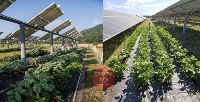 Crops Under Solar Panels