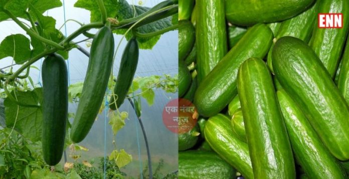Cucumber Cultivation tips