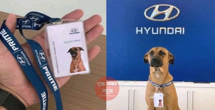 Hyundai Dog Tucson