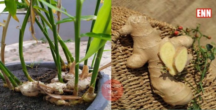 Grow ginger at home