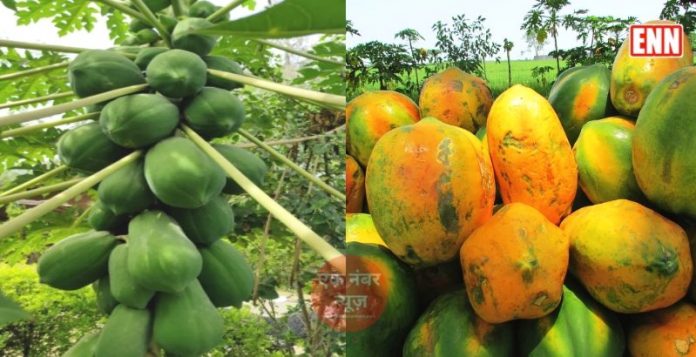 Papaya Farming Papita ki kheti