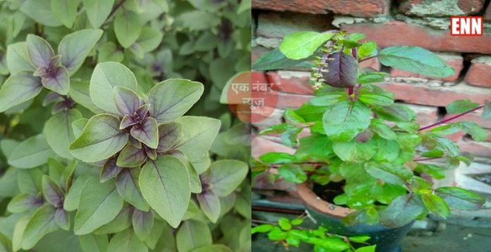 Tulsi Plant Tips Hindi