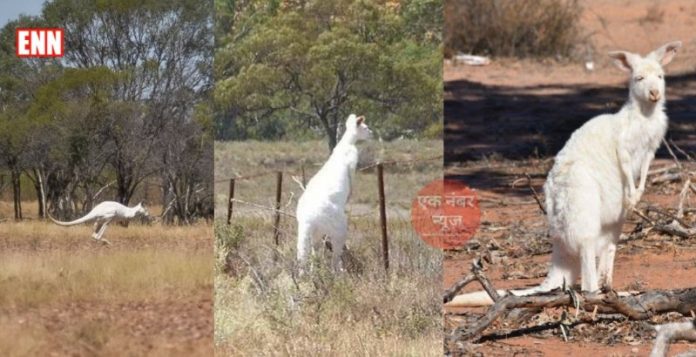 White Kangaroo in Australian
