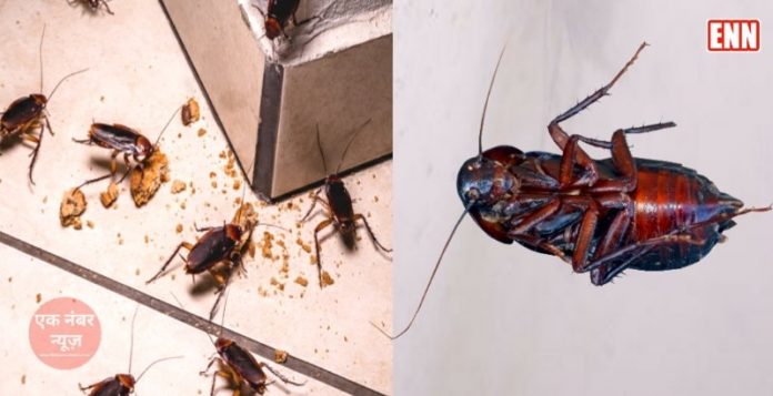 cockroaches away from house