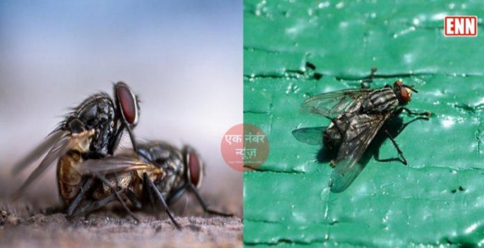 Makkhee Bhagane ke Upaye