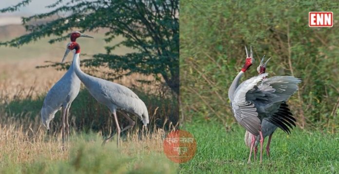 Sarus Crane Sati Bird
