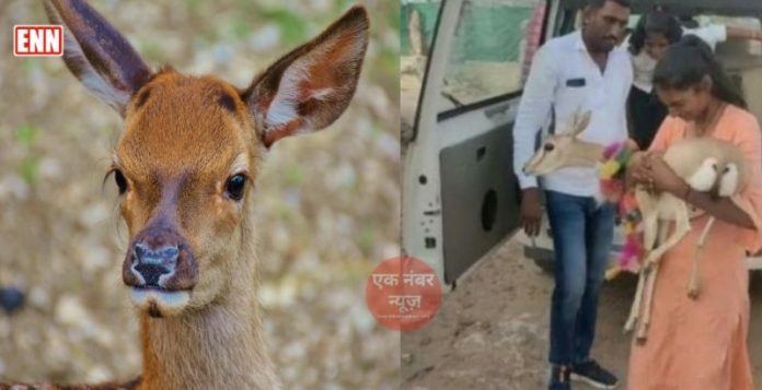deer love