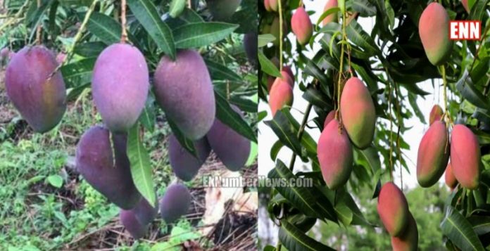 American Beauty Sugar Free mango