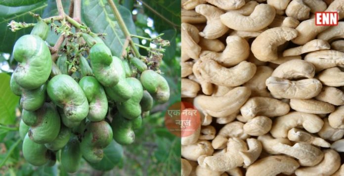 Cashew Cultivation Kaju Ki Kheti