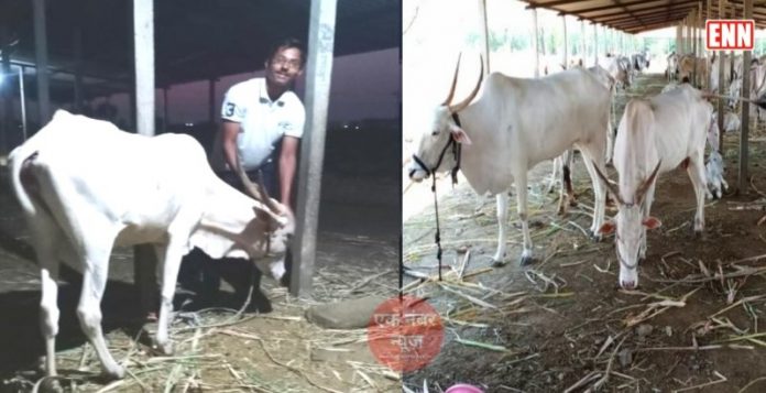 Desi Cow Products Business