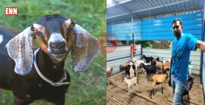 Goat farming Business
