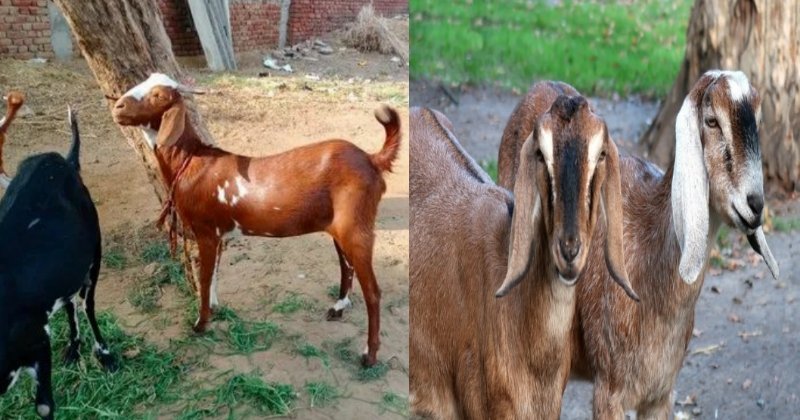 Goats In India