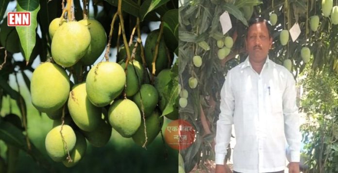 Kakasaheb Sawant Mango