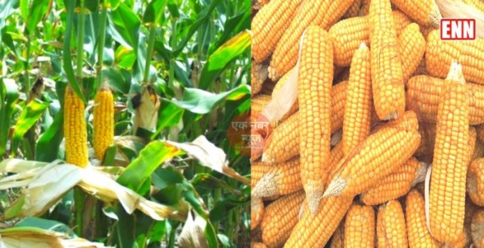 Maize pronunciation in Bihar