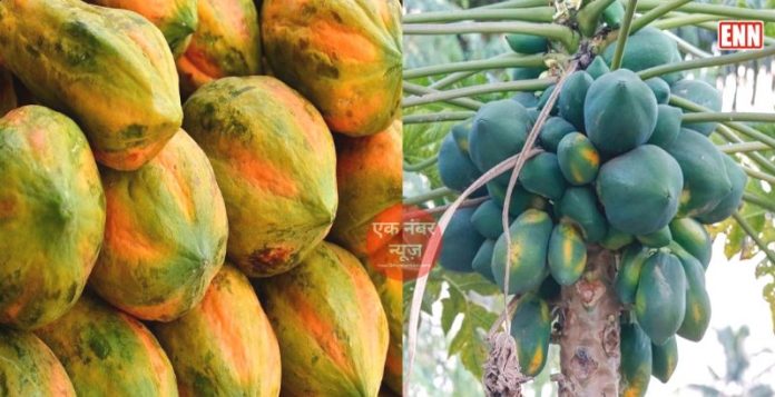 Papaya Cultivation