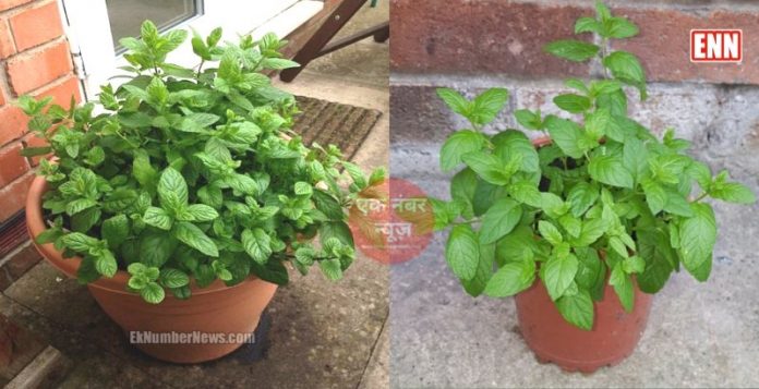 Pudeena Mint plant