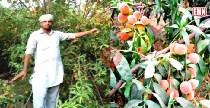 Rahul Dahiya Started Intercropping Farming