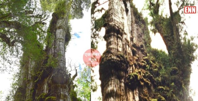 World Oldest Tree