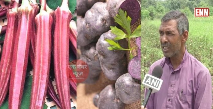 grows red ladyfinger