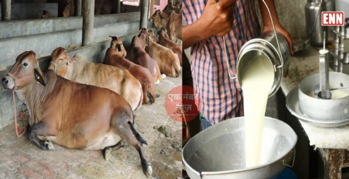 Dairy Business Subsidy