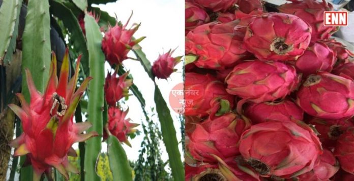 Dragon Fruit Farming Dragon Fruit Farming