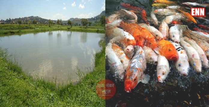 Fish Farming Business