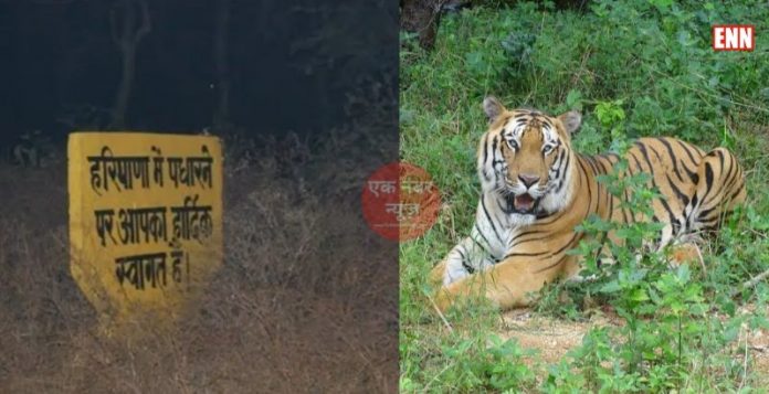 Kalesar National Park Safari