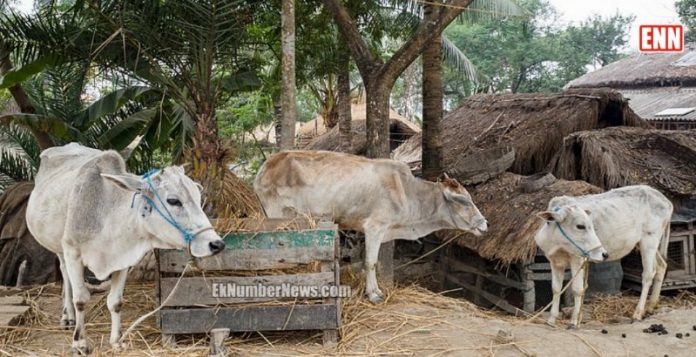 gurukul and gaushala