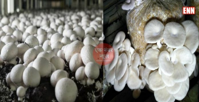 mushroom cultivation