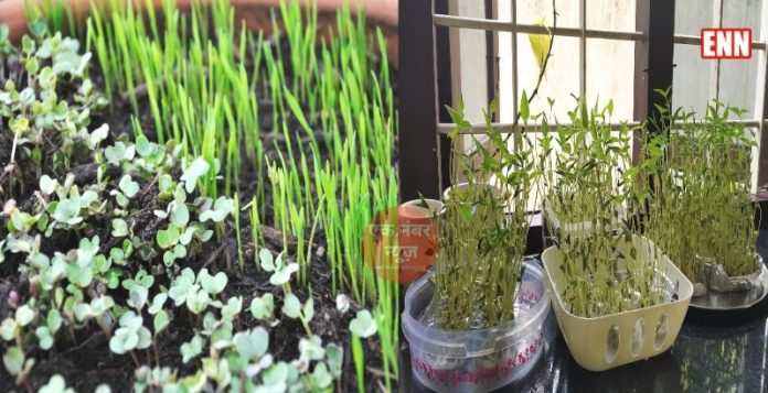 Microgreen Farming Business