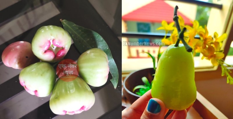 White Jamun Kheti