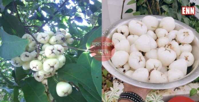 White Jamun Tree White Jamun Tree