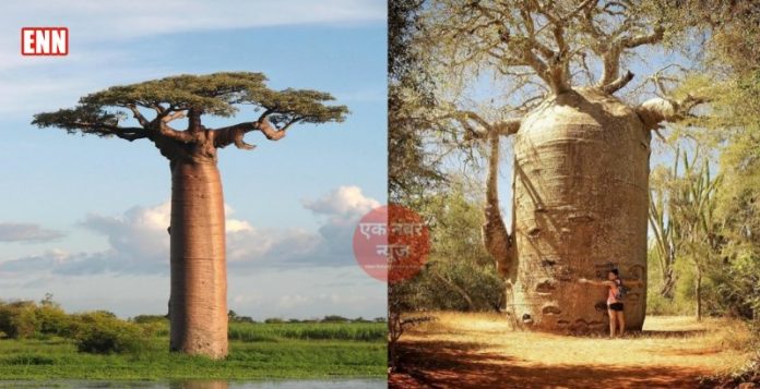baobab tree