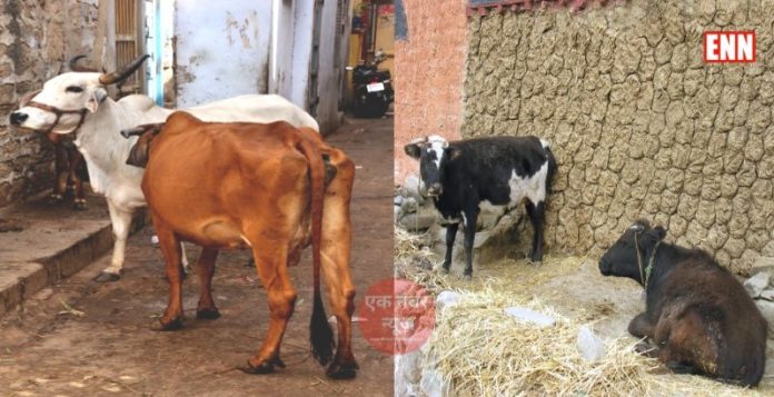 cow dung