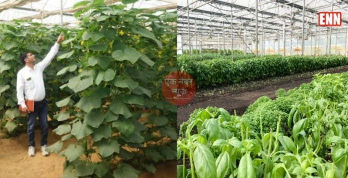 farmer polyhouse farming