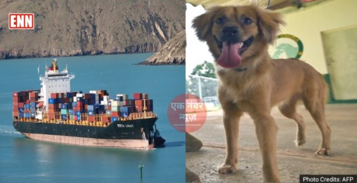 Dog Story Panama Dog Story