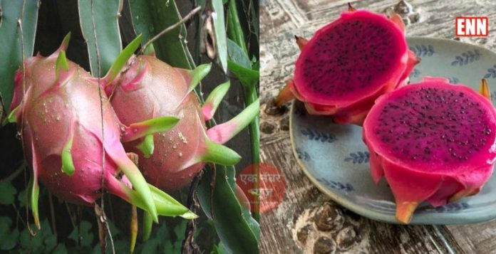 Dragon Fruit Farming