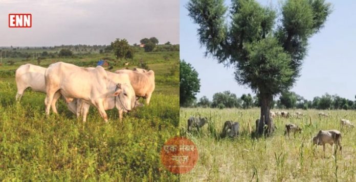 cows Cows Eating Crops