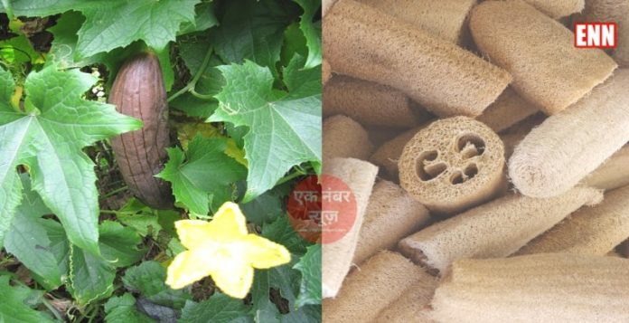 loofah vegetable plant